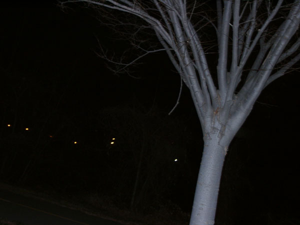 an ordinary tree?  i think not.
