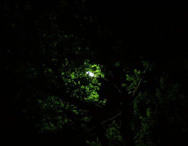 this is not a tree
