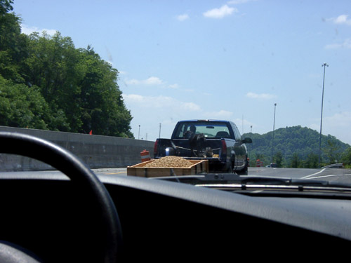 dog on a flat bed